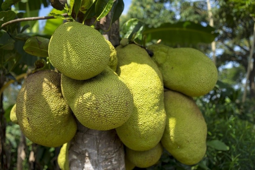 Nangka, egzotično voće iz Azije, moglo bi riješiti problem gladi u svijetu
