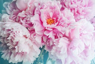 Njegovo veličanstvo božur: Najraskošniji cvijet koji donosi sreću u ljubavi