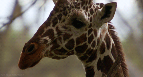 Žirafe postale ugrožena vrsta