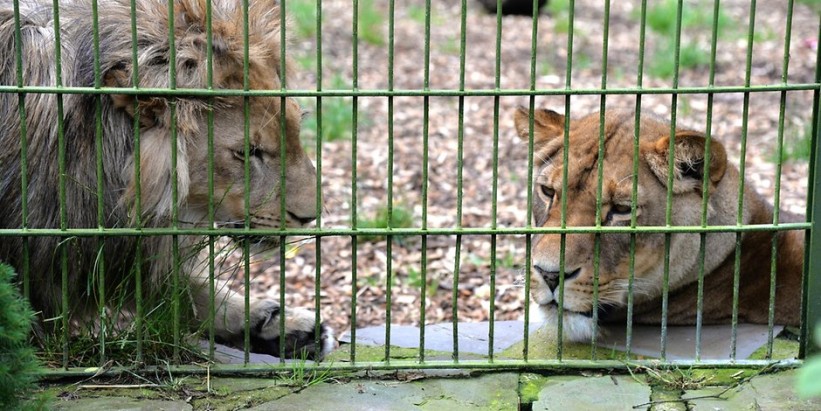 Lavovi, tigrovi i jaguar pobjegli iz zoološkog vrta u Njemačkoj