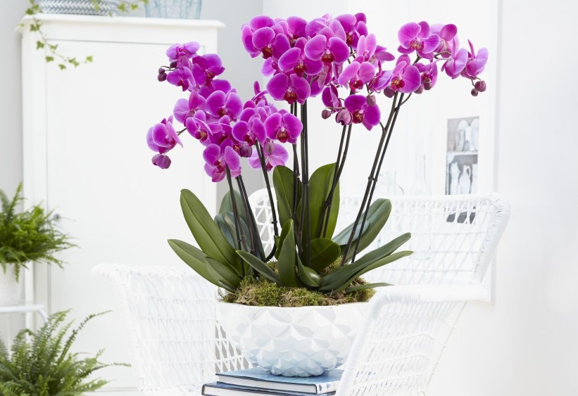 Orhideja: 6 pravila uz koje će osjetljive ljepotice (napokon) procvjetati