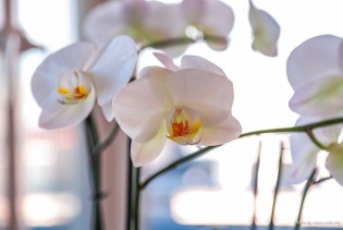 Feng šui savjeti: Orhideja za ispunjenje želja u spavaćoj sobi