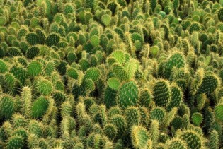 Znate li zašto svi pričaju o kaktusovoj vodi?