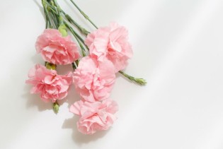 "Nebeski cvijet": Karanfil kao simbol ženske snage, ali i čiste majčine ljubavi