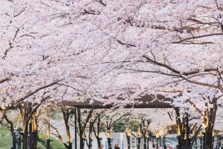 Počela je divna sezona cvjetanja trešnje u Japanu