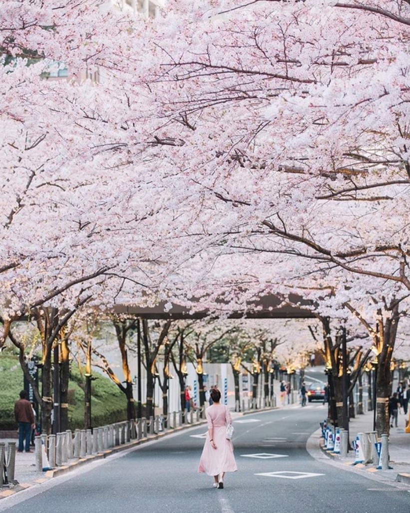 Počela je divna sezona cvjetanja trešnje u Japanu