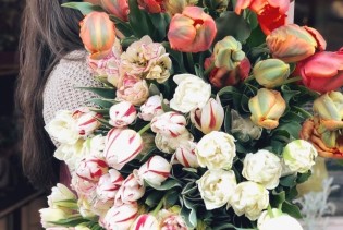 Tulipani - vjesnici proljeća