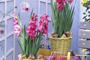 Ponosne ljepotice ljetnih buketa: Pet trikova uz koje će gladiole u vazi trajati duže