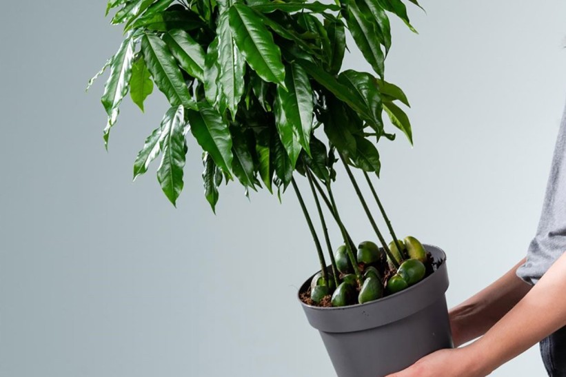 Sobni kesten: Neobična biljka koja uljepšava dom
