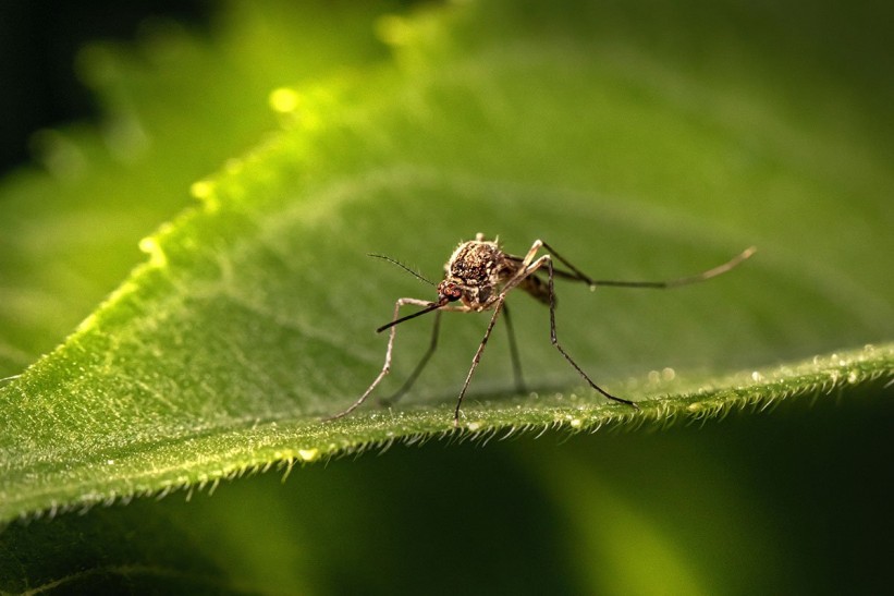 Kako da se na brz način riješite komaraca