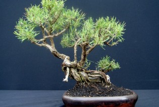 Čudesni bonsai: Malo stablo koje zahtijeva veliku pažnju