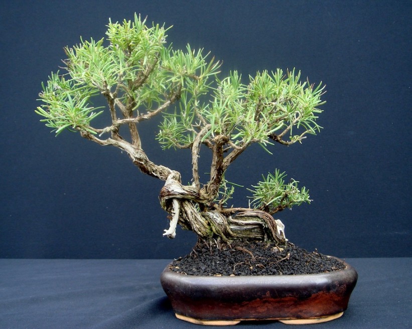 Čudesni bonsai: Malo stablo koje zahtijeva veliku pažnju