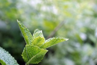 Zasadite nanu, lijepa je, miriše, a odbija i insekte