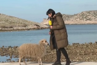 Reporterka RTL-a nasmijala prilogom s ovcom: 'Stvarno si bezobrazna. I to boli, znaš'