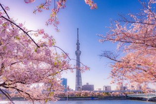Japansko proljeće: Putovanje kroz čuda cvjetnih prizora