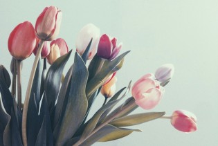 Kako produžiti svježinu tulipana u vazi: 7 jednostavnih savjeta