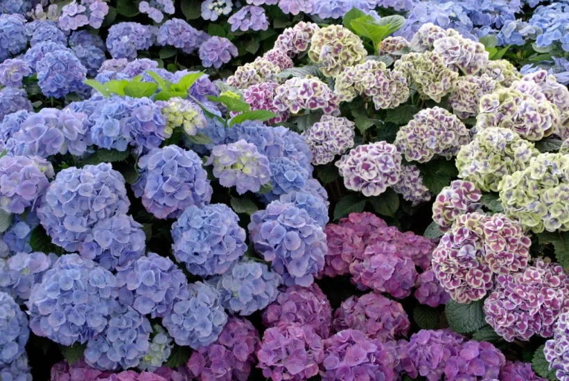 Ne bacajte ih, možete ih oživjeti: Trik koji uspijeva samo kod hortenzija