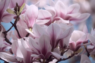 Napravite magnolije od papira: Svježina cvijeća koja traje