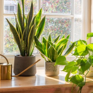 Plantagotchi: Pametna vaza koja čuva biljke uz pomoć tehnologije