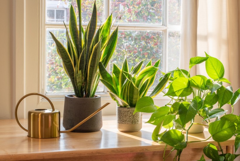 Plantagotchi: Pametna vaza koja čuva biljke uz pomoć tehnologije