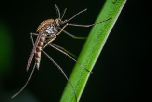 Imamo nekoliko savjeta kako se prirodnim putem riješiti komaraca