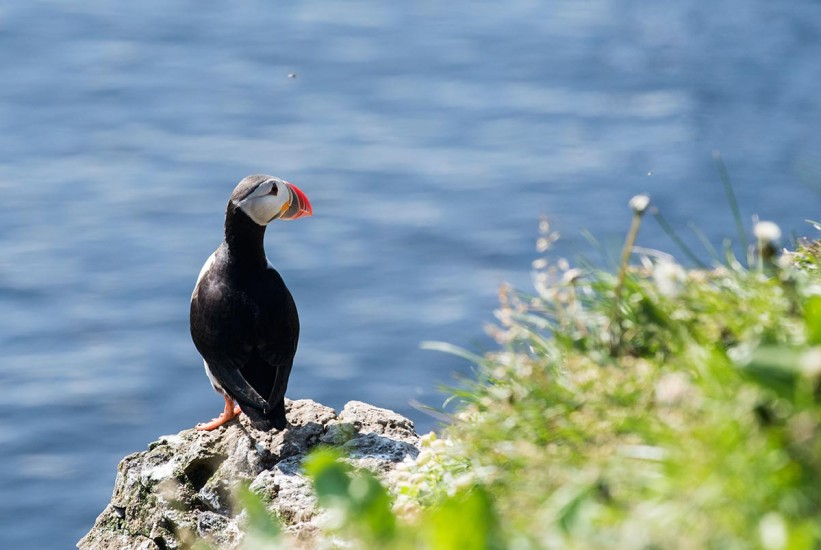 Grímsey: Arktički otok s 20 ljudi i milion ptica