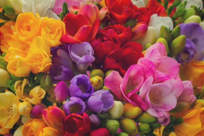 Šarene frezije ispunit će dom mirisom, a jednostavne su za uzgoj