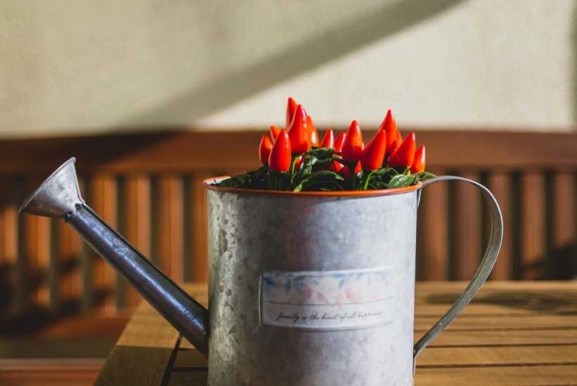 Sunce, ljutina i malo zemlje: Cayenne paprika iz vlastite saksije