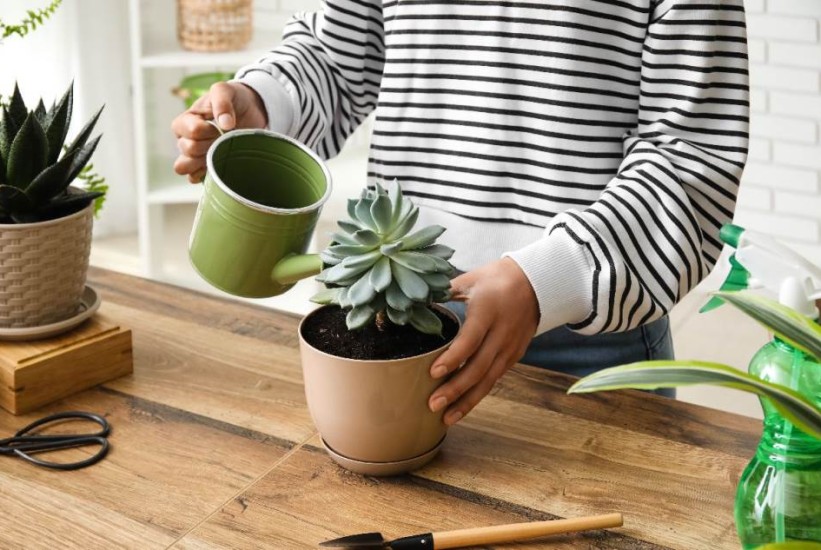 Zašto vaše omiljene biljke privlače insekte?