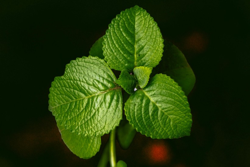 Menta na vašem balkonu: Posadite je za čaj, desert i miris ljeta - raste za 10 dana