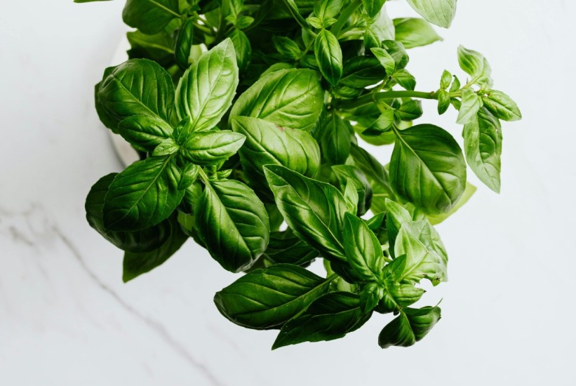 Balkon postaje azijska tržnica:  Posadite Thai bosiljak koji unosi egzotične okuse u svako jelo