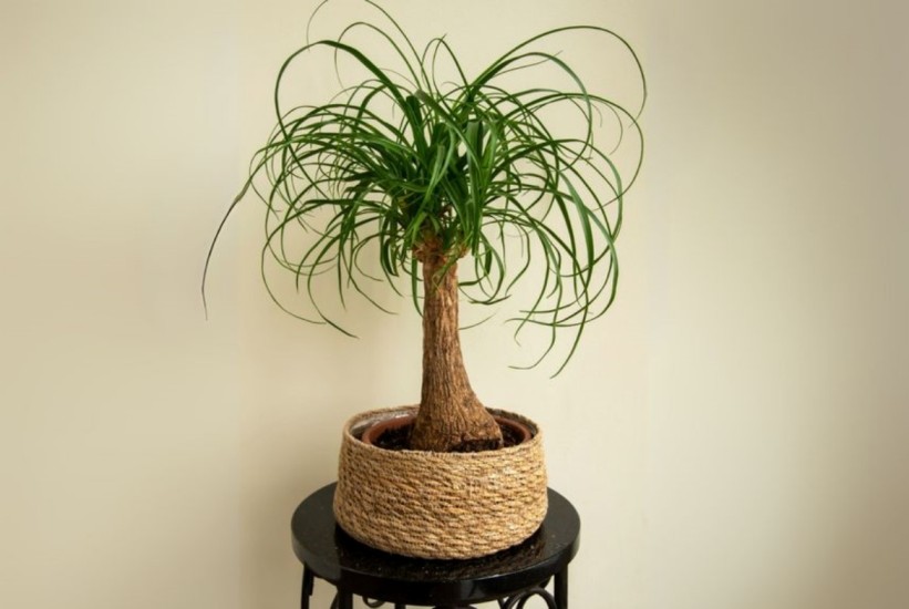 Egzotika na dohvat ruke: Upoznajte biljku koja će oplemeniti vaš prostor