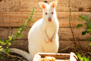Posjetili smo ZOO Bambi: Dom rijetkih albino životinja i spašenih krznenih prijatelja