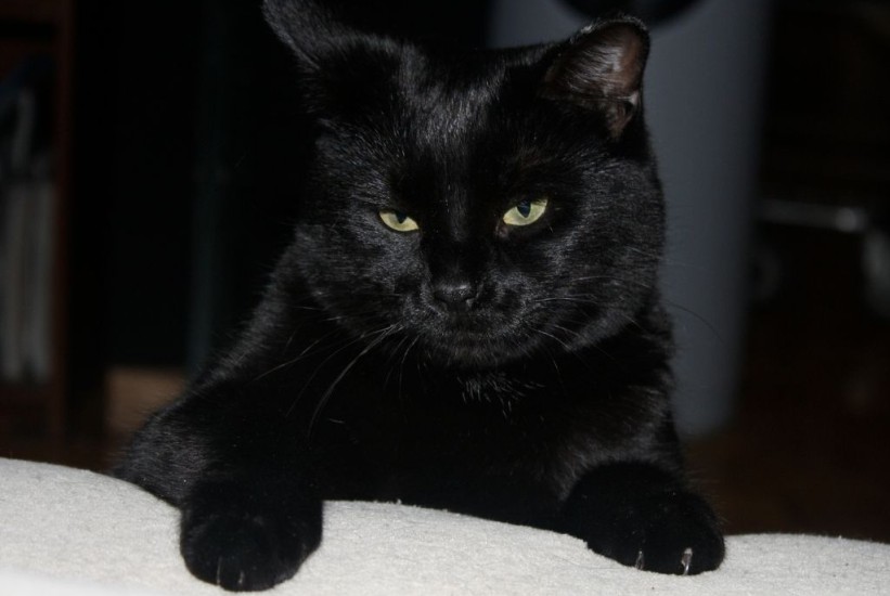 Jeste li vi "crna mačka" u vašoj vezi?