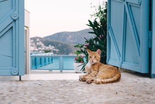 Ostrvo gdje mačke vladaju ulicama: Dobro došli na Kipar!