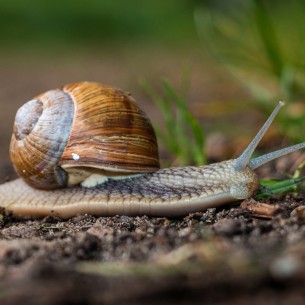 Ovaj prirodni sprej tjera puževe iz vrta: Sastojke imate kod kuće