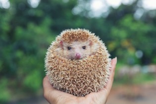 Ne dirajte "mrtve" ježeve – možda samo spavaju!