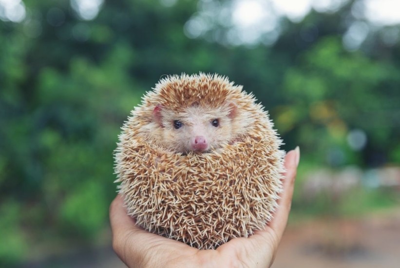 Ne dirajte "mrtve" ježeve – možda samo spavaju!