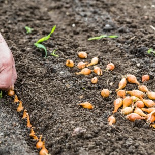 Još nije kasno: Evo do kada se u jesen može saditi luk