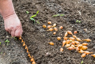 Još nije kasno: Evo do kada se u jesen može saditi luk