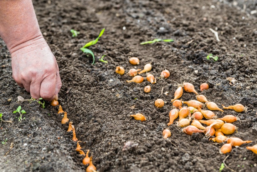 Još nije kasno: Evo do kada se u jesen može saditi luk