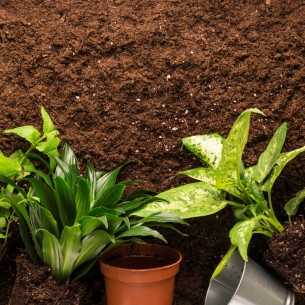 Tri biljke posadite u novembru i čekat će vas puna bašta na proljeće