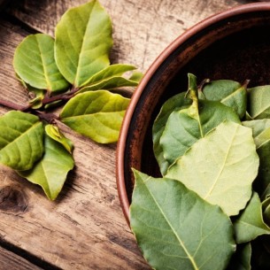 Zašto se list lovora stavljao u suncokretovo ulje?