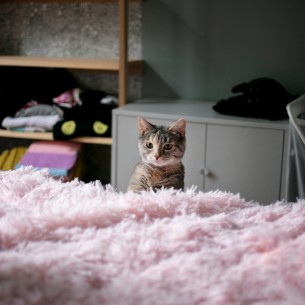 Planirate putovanje? Evo koliko dugo mačka može biti sama