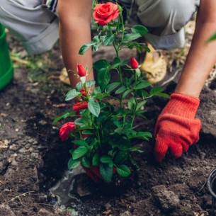 Ako ovo preskočite sada, ruže će vam oboljeti na proljeće