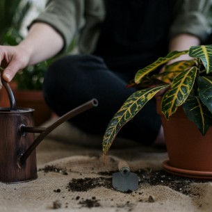 Ovo je najgore vrijeme za presađivanje sobnih biljaka – greška koju mnogi prave