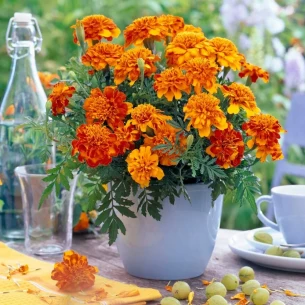 Ova biljka je prirodni insekticid: Posadite je i otjerajte štetočine iz vrta