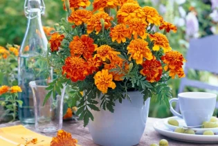 Ova biljka je prirodni insekticid: Posadite je i otjerajte štetočine iz vrta