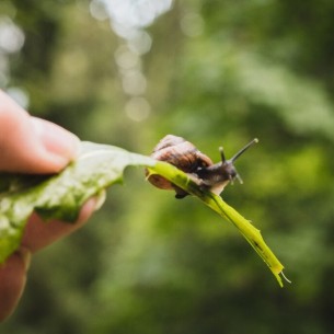 Evo kako da zaštitite vrt od puževa bez pesticida