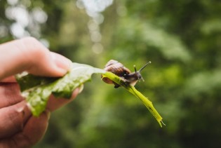 Evo kako da zaštitite vrt od puževa bez pesticida